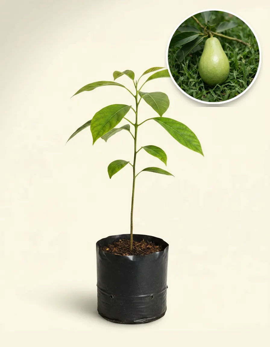 Avocado Kelud 2