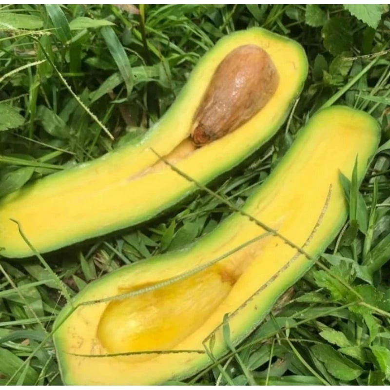 Avocado Kelud (Avocado kelud) live botanical specimen