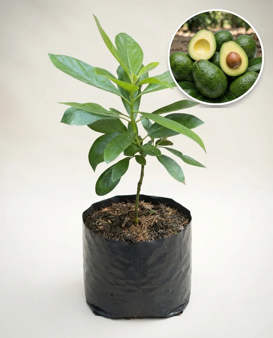 Avocado Kendil 2