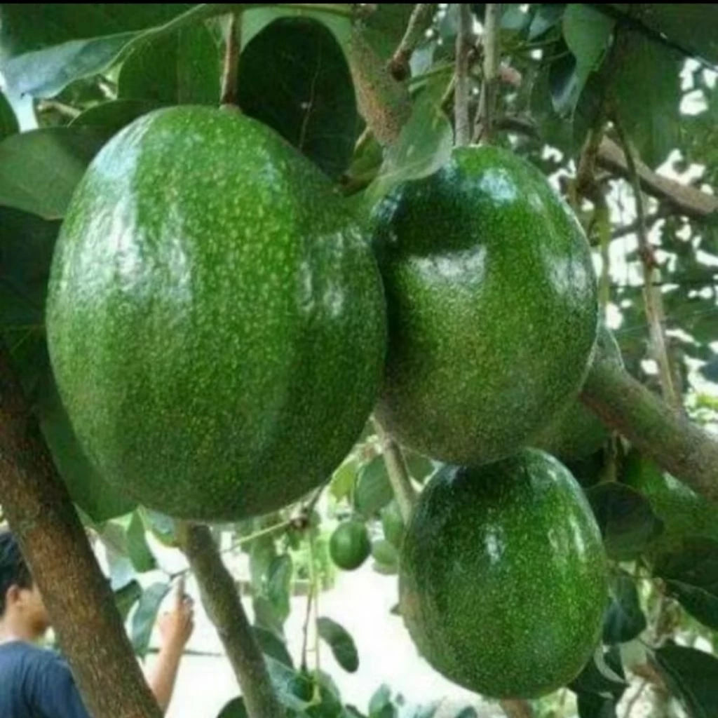 Avocado Kendil (Avocado kendil) live botanical specimen