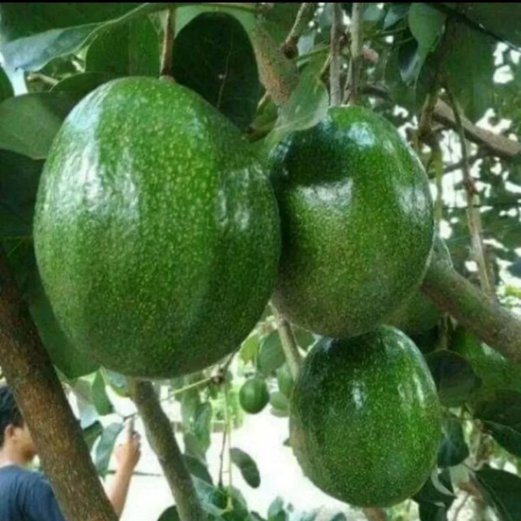 Avocado Kendil