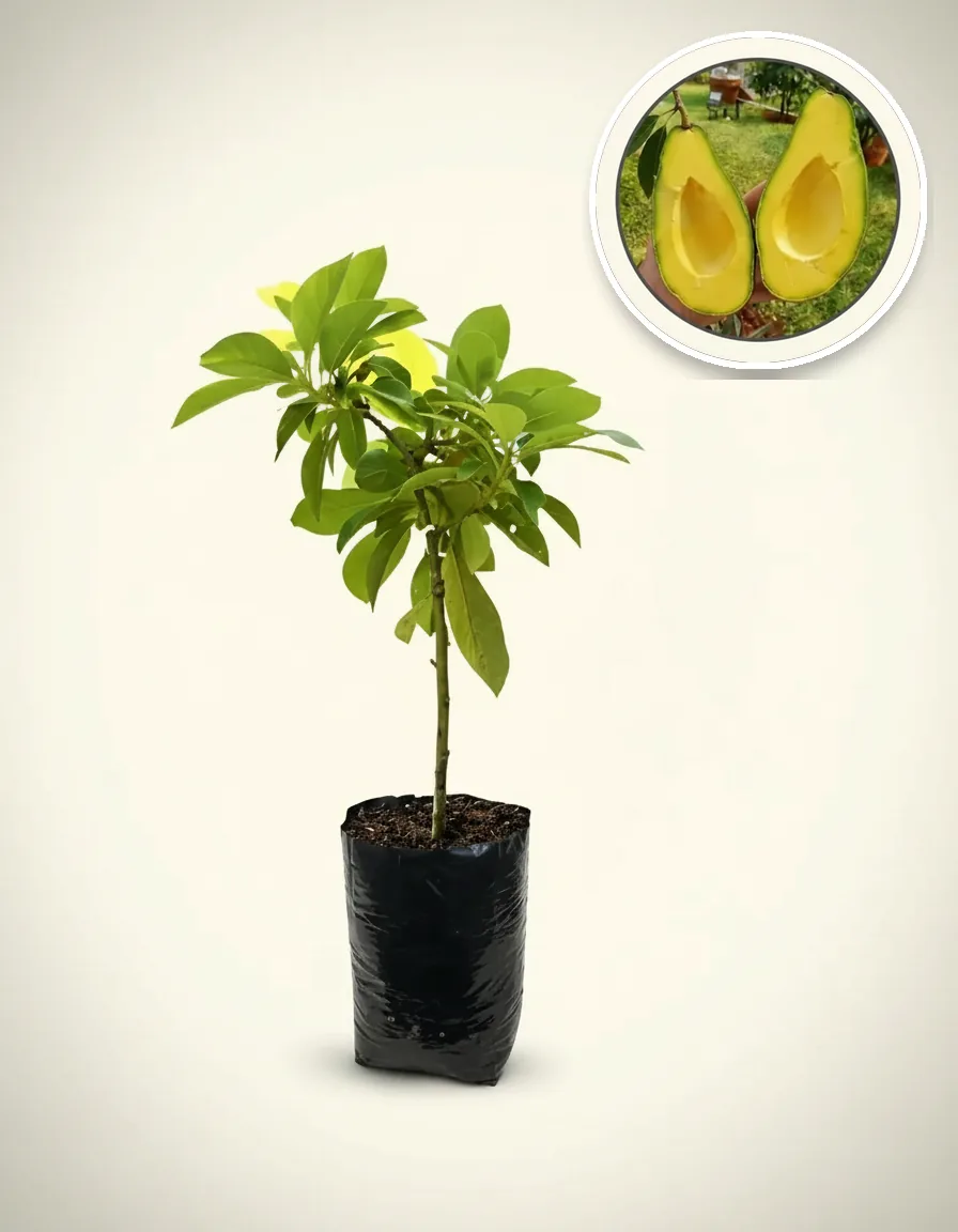 Avocado Mentega 2