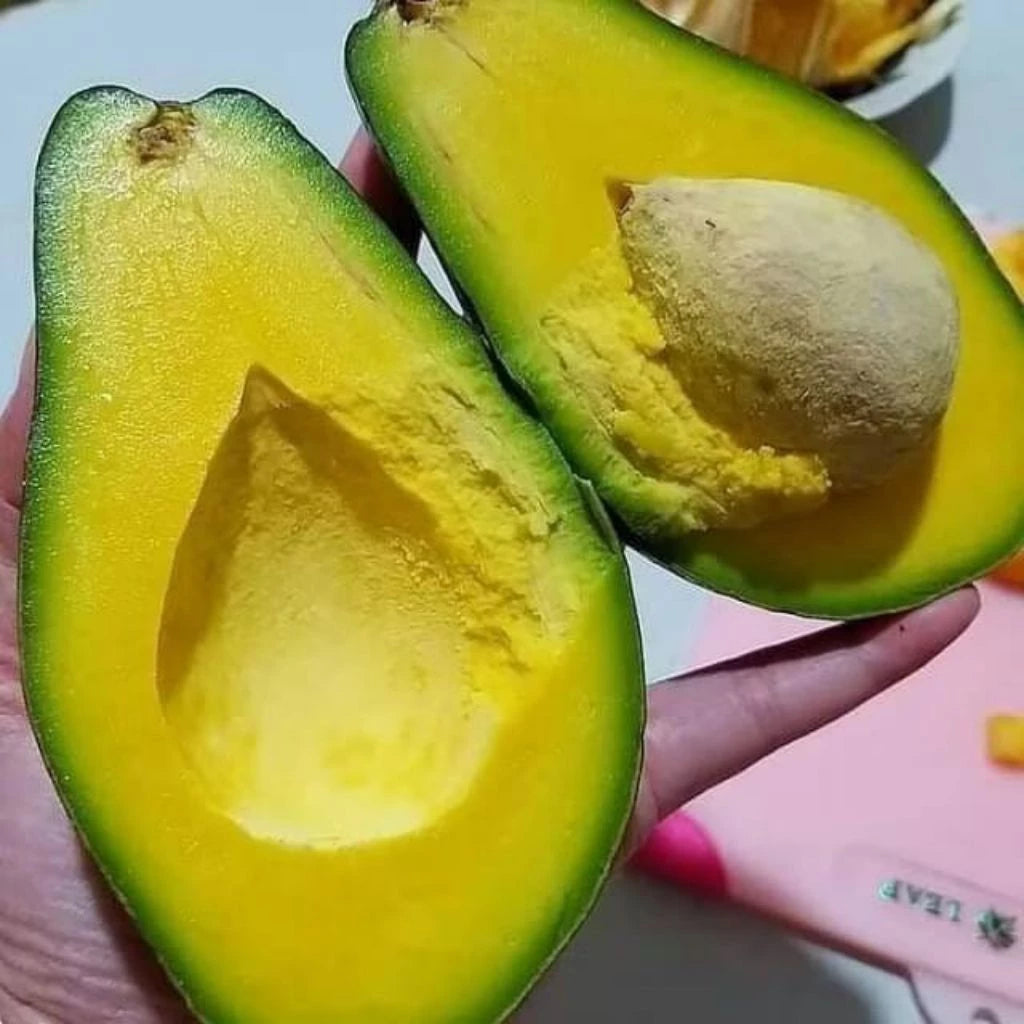 Avocado Mentega (Avocado mentega) live botanical specimen