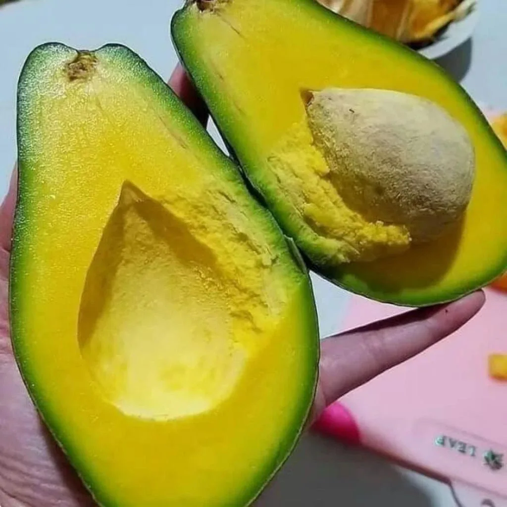 Avocado Mentega