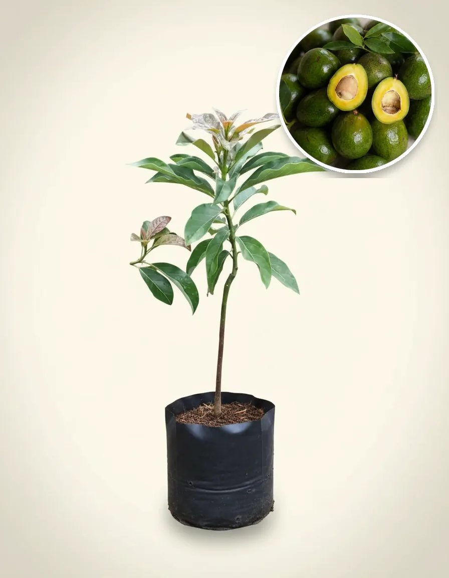 Avocado Miki 2