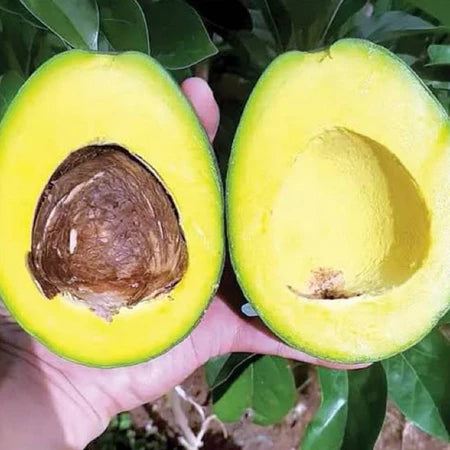 Avocado Miki (Avocado miki) live botanical specimen