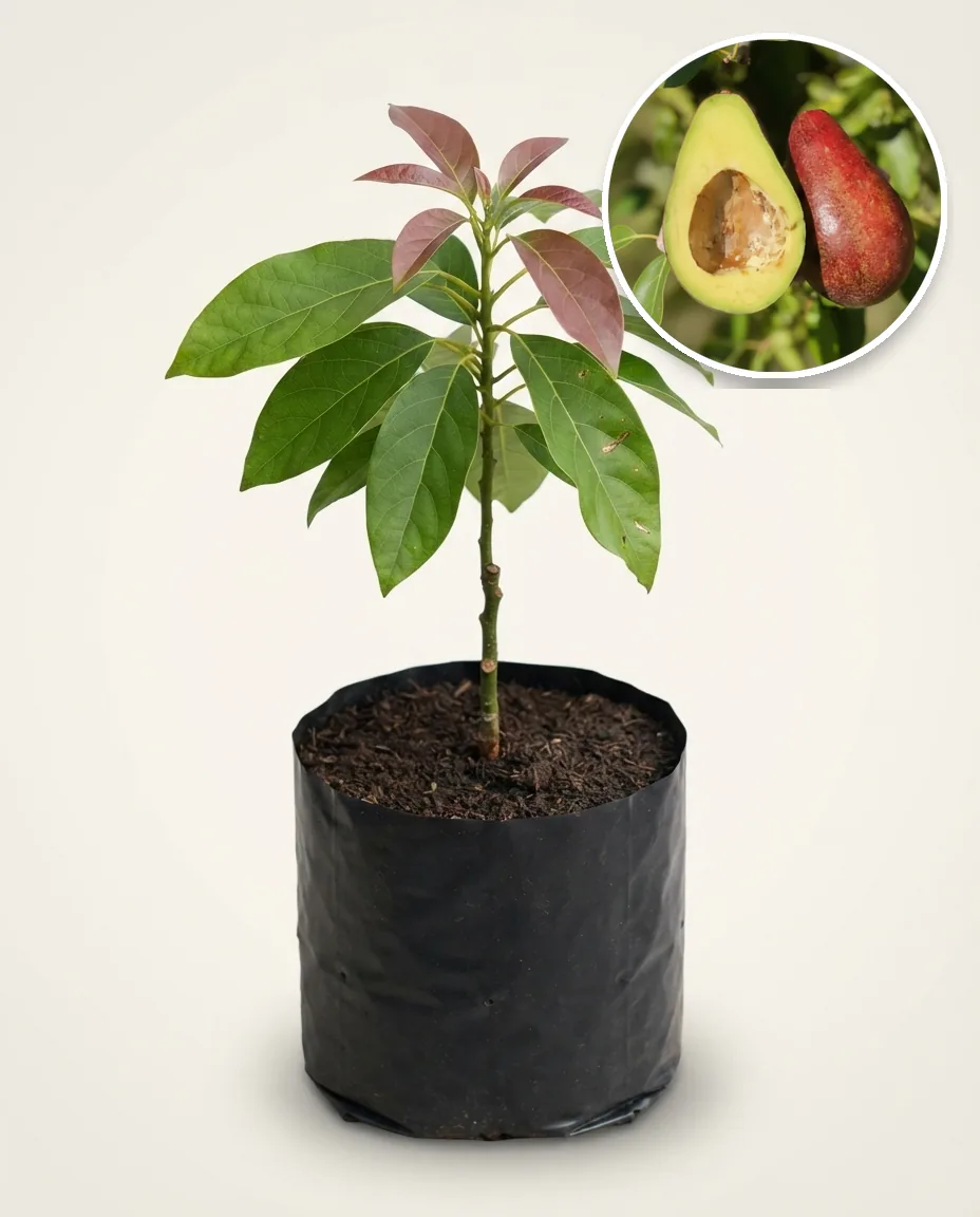 Avocado Red Vietnam 2