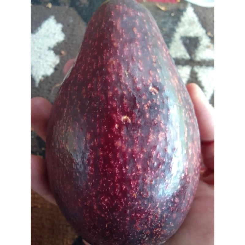 Avocado Red Vietnam (Avocado red) live botanical specimen