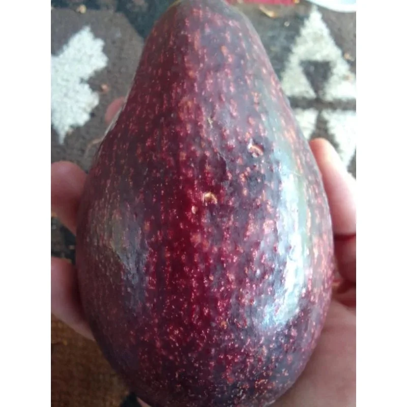 Avocado Red Vietnam