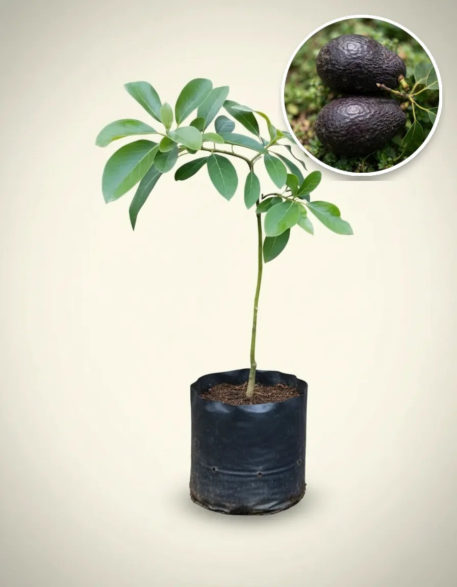 Avocado Yamagata 2