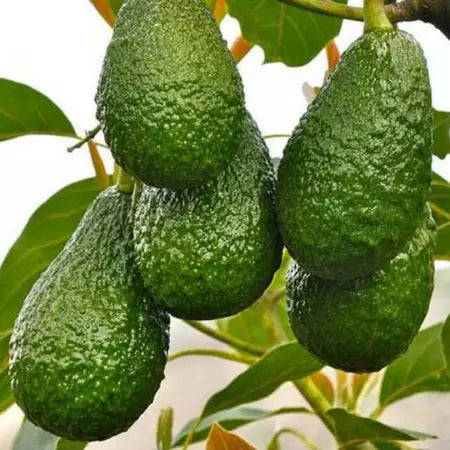 Avocado Yamagata (Avocado yamagata) live botanical specimen