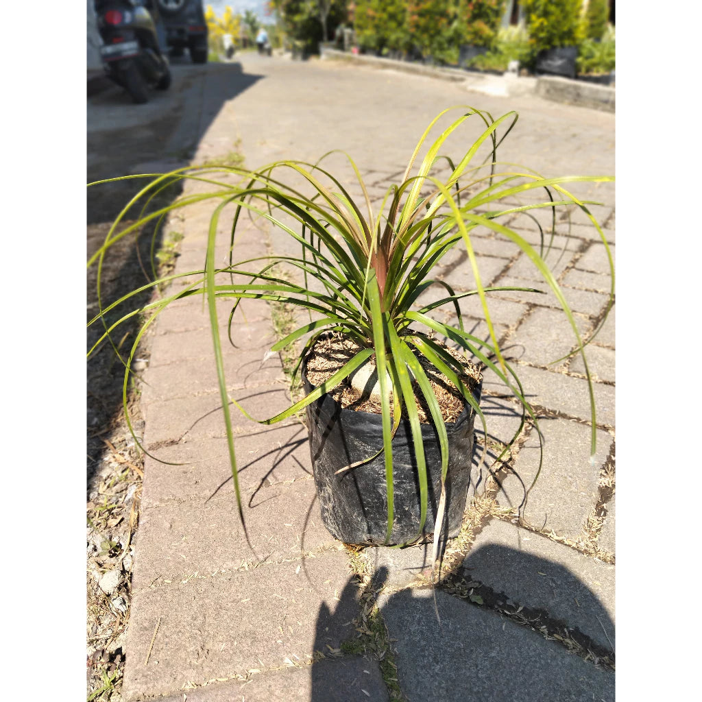Beaucarnea Recurvata (Beaucarnea recurvata) live botanical specimen