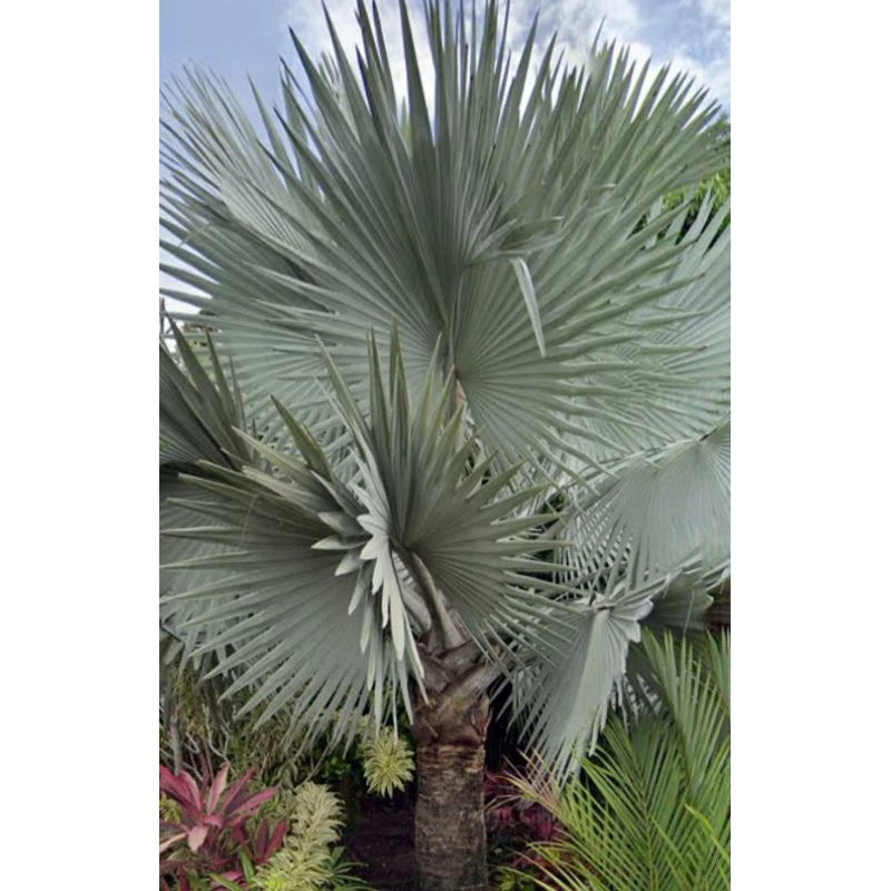 Bismarck Palm (Bismarck palm) live botanical specimen