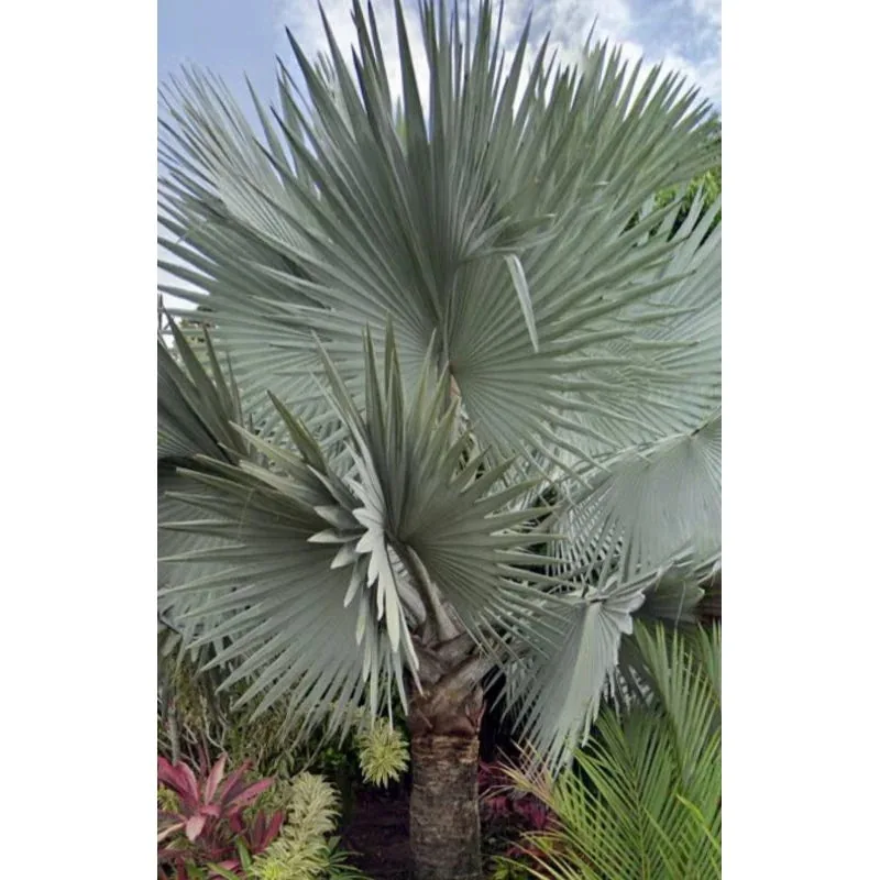 Bismarck Palm (Exotic Palms & Cycads) export specimen