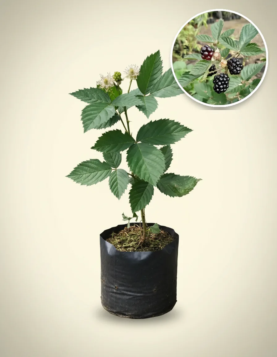Blackberry Jumbo 2