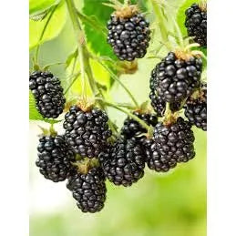 Blackberry Jumbo (Blackberry jumbo) live botanical specimen