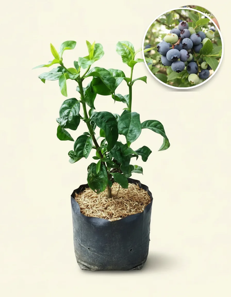 Blueberry 2