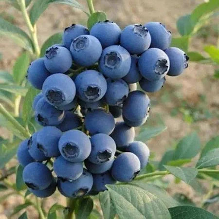 Blueberry (Blueberry sp.) live botanical specimen