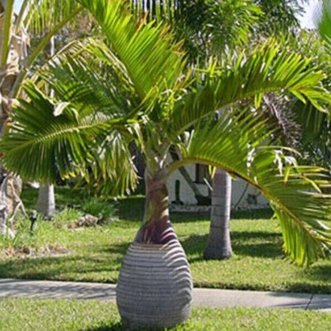 Bottle Palm
