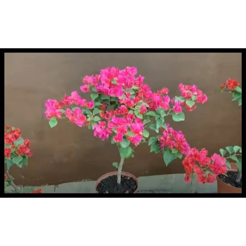 Bougenville (Bougenville sp.) live botanical specimen