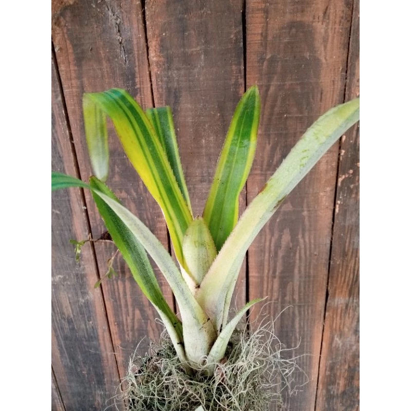 Bromelia Green Variegated