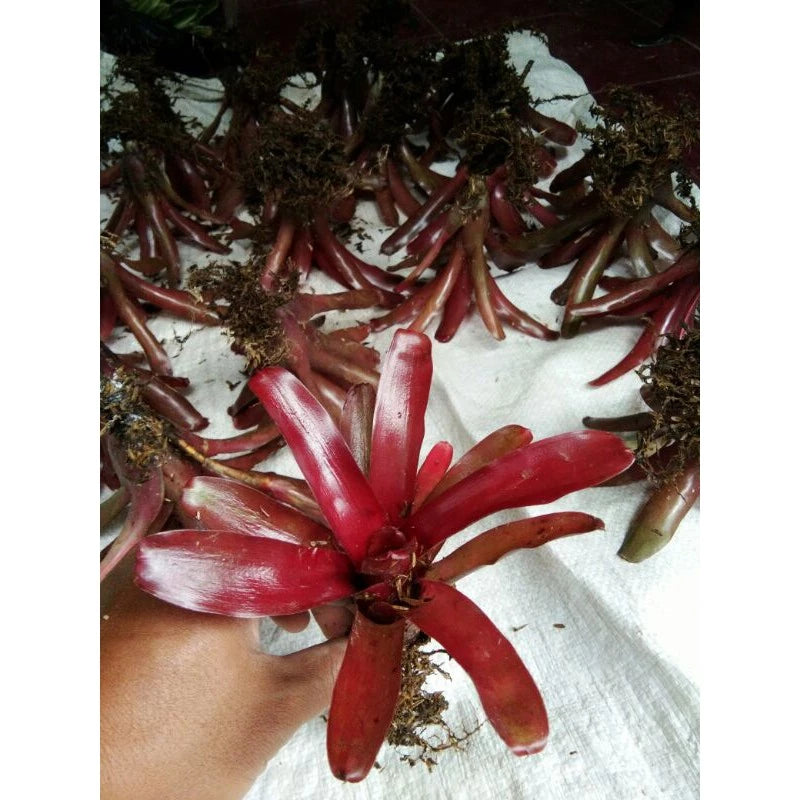 Bromelia Mini Red (Bromelia mini) live botanical specimen