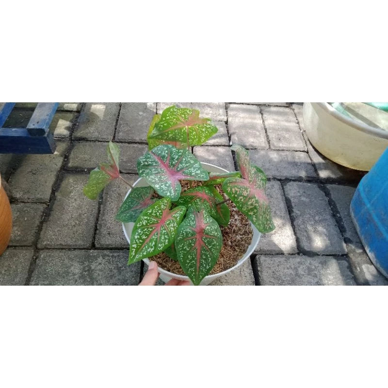 Caladium Bicolor 4 Leaves