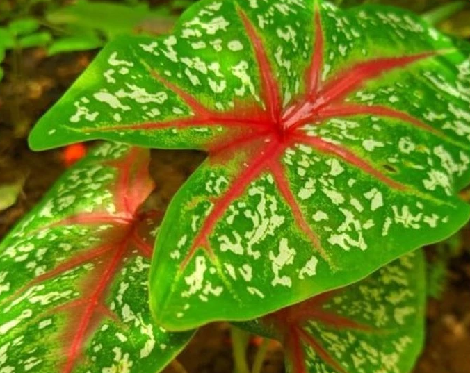 Caladium Hortulanum 4 Leaves