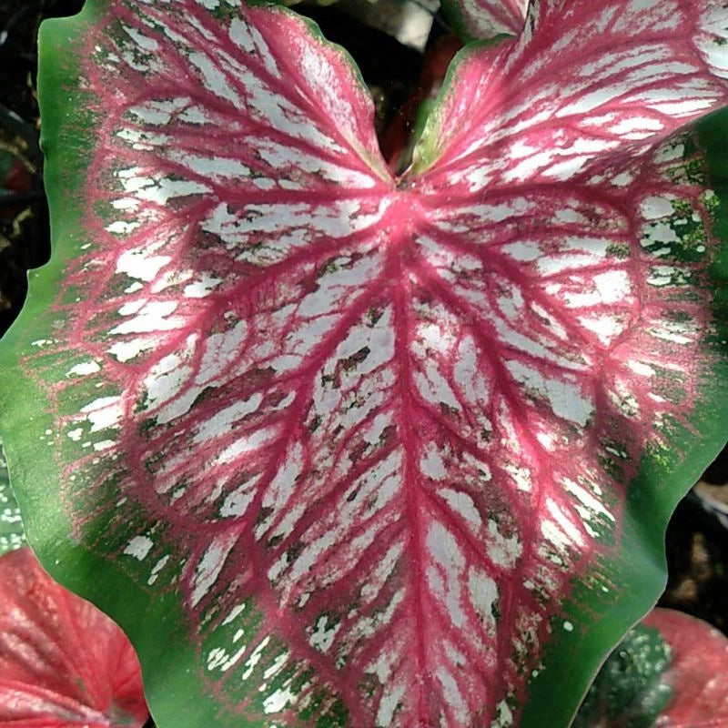 Caladium Lanceolatum (Caladium lanceolatum) live botanical specimen