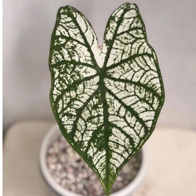 Caladium Snow White
