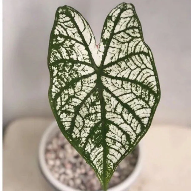Caladium Snow White