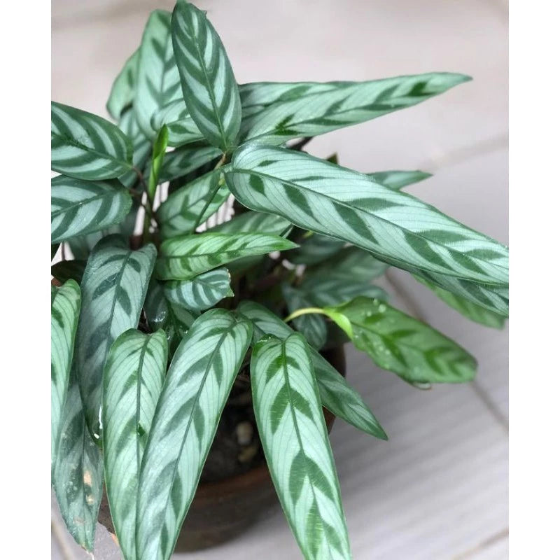 Calathea Bachemiana 4 Leaves