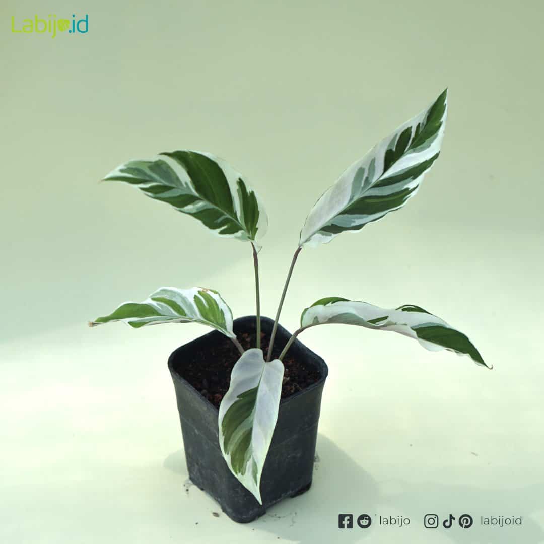 Calathea Fusion White
