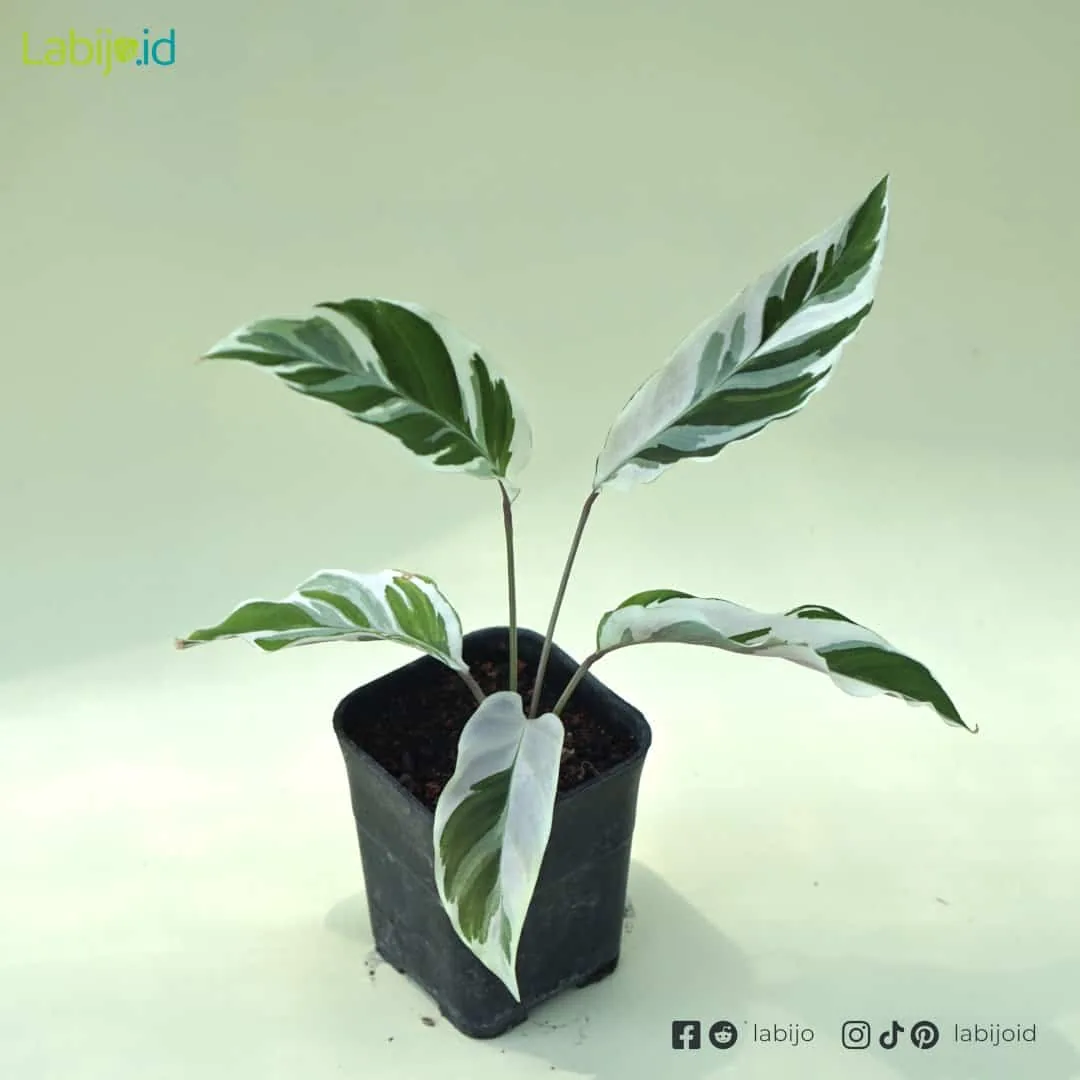 Calathea Fusion White