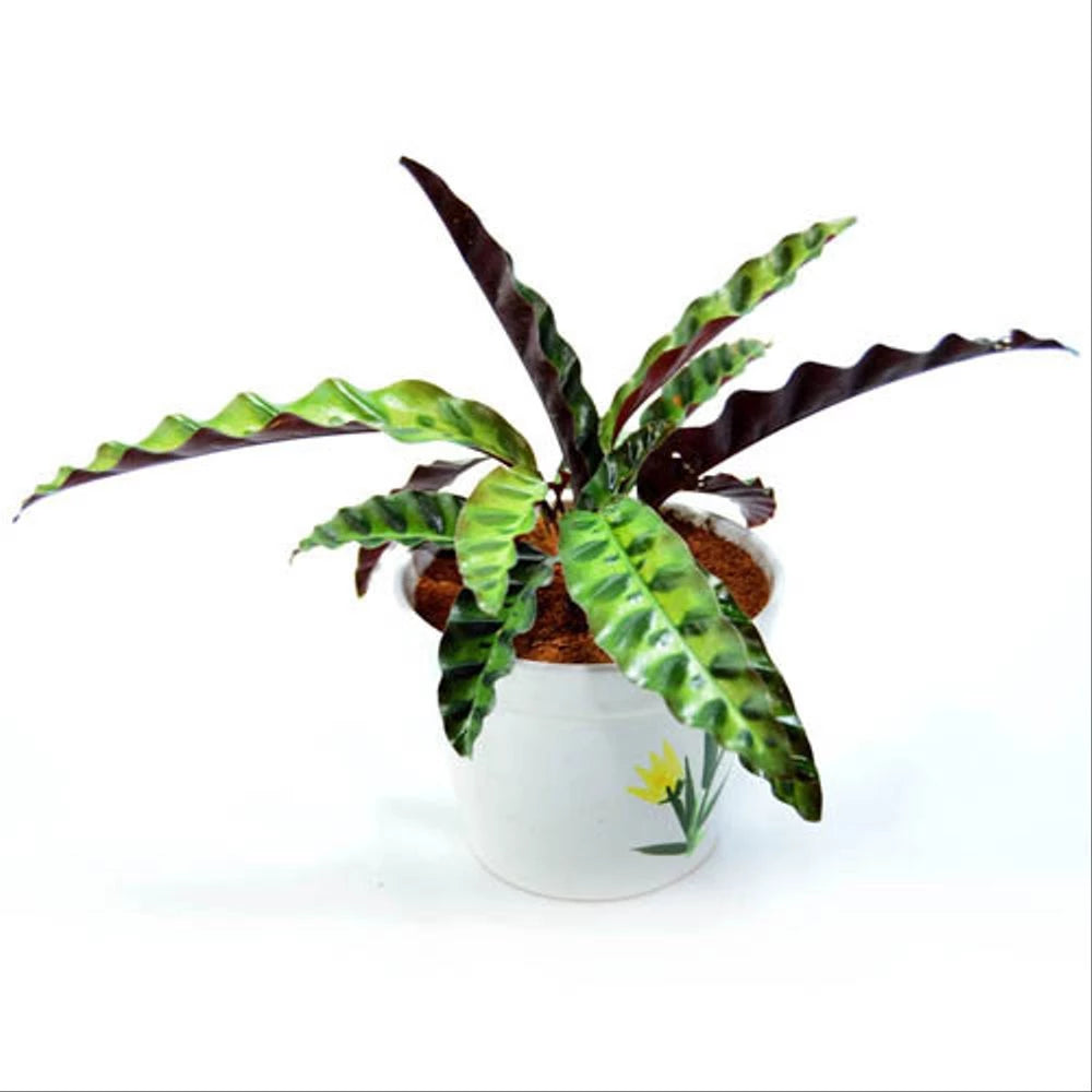 Calathea Lancifolia 4 Leaves