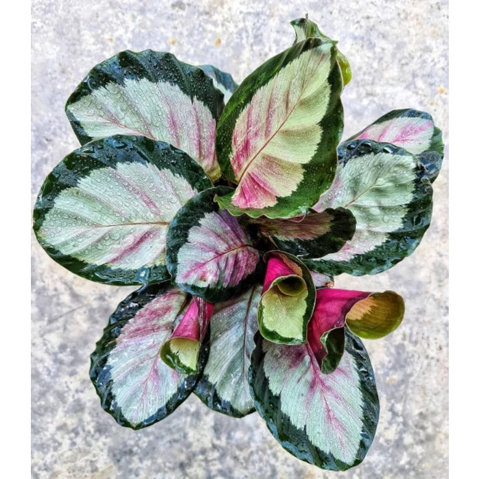 Calathea Roseopicta 4 Leaves
