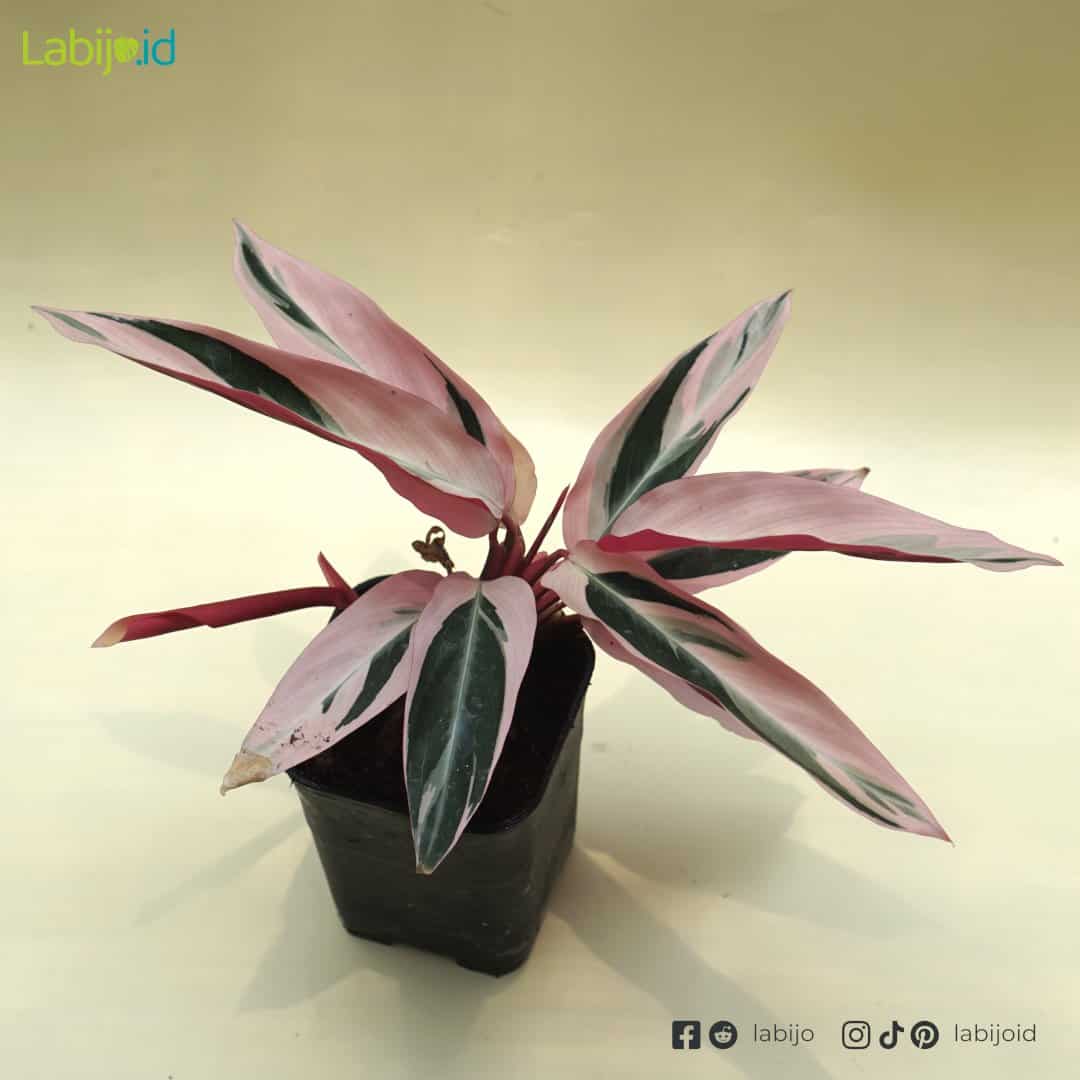 Calathea Triostar (Calathea triostar) live botanical specimen