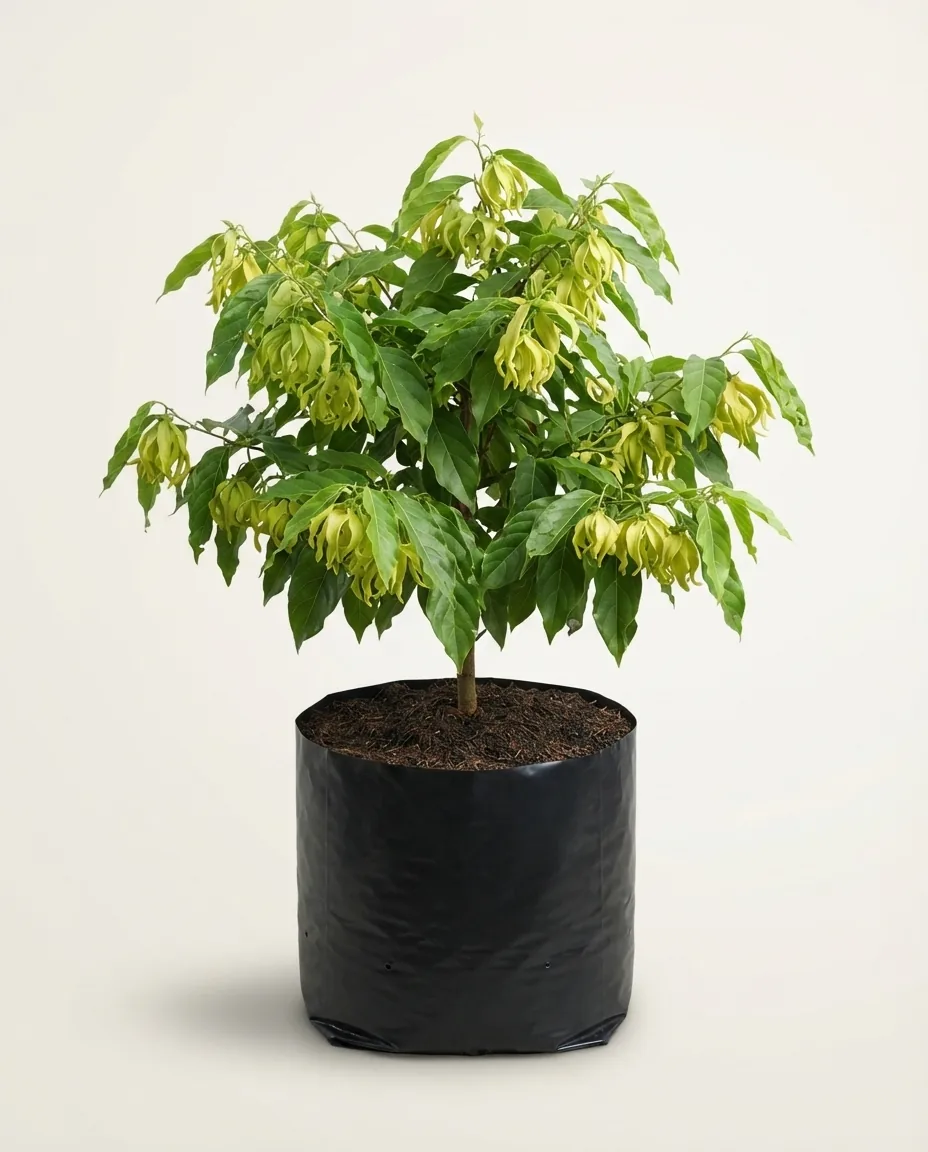Cananga Odorata Forma Macrophylla (Cananga odorata) live botanical specimen