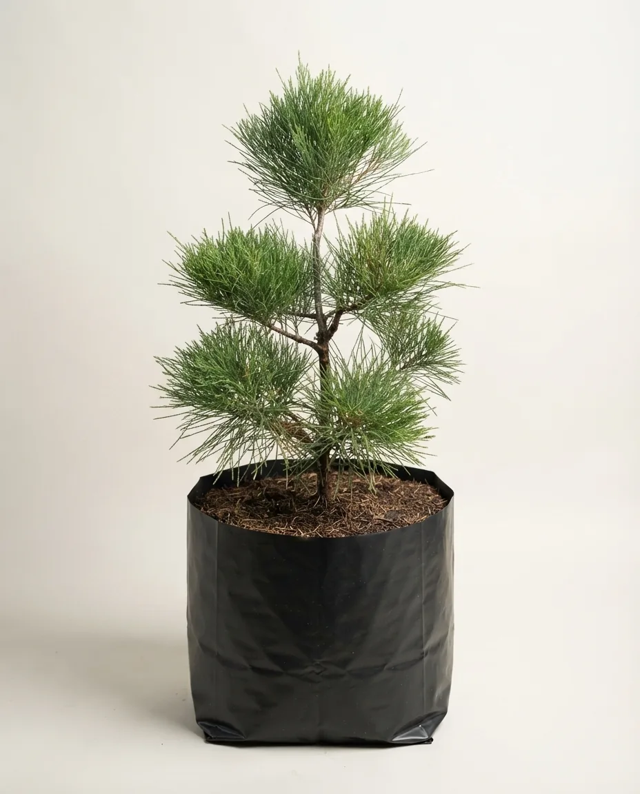 Casuarina Equisetifolia (Casuarina equisetifolia) live botanical specimen