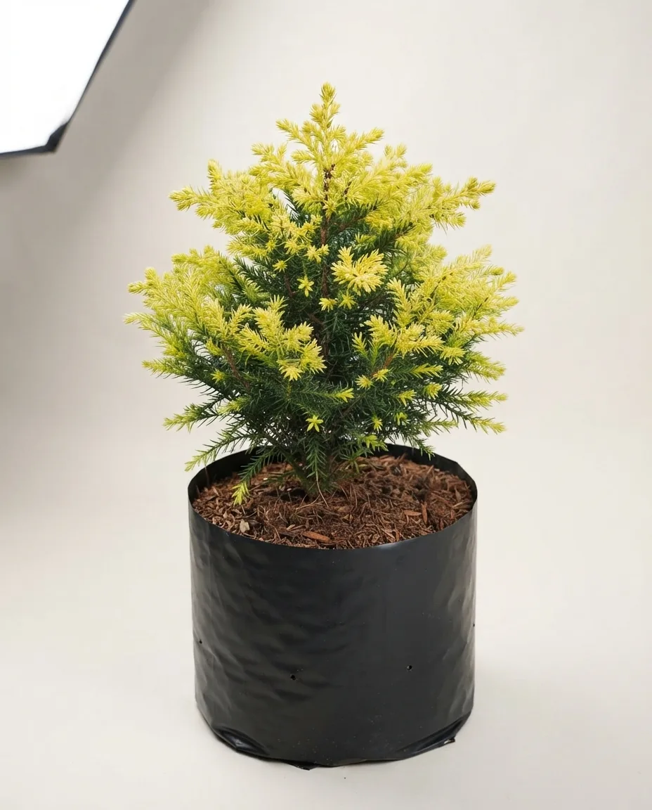 Casuarina Sp Ren Gold Pine