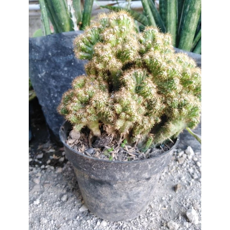 Cereus Jamacaru Medium Size