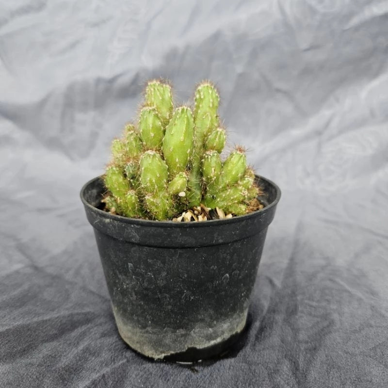 Cereus Repandus Medium Size (Cereus repandus) live botanical specimen