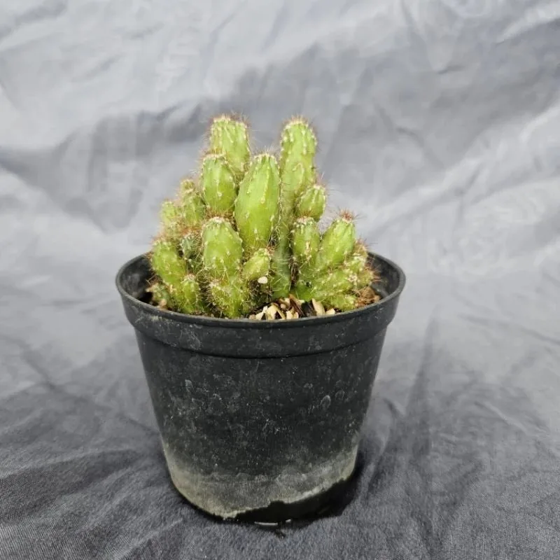 Cereus Repandus Medium Size