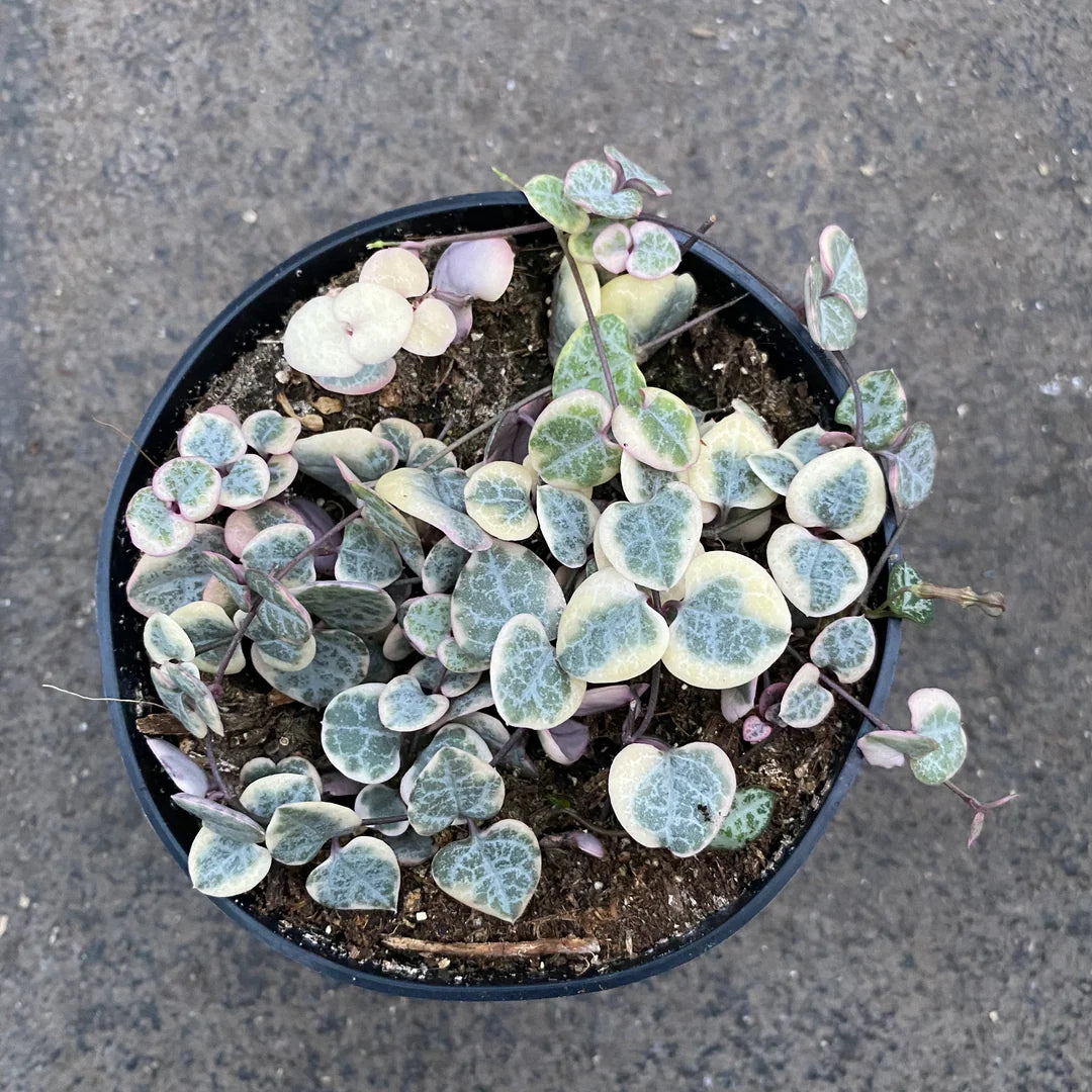 Ceropegia Woodii Variegata String Of Heart (Ceropegia woodii) live botanical specimen