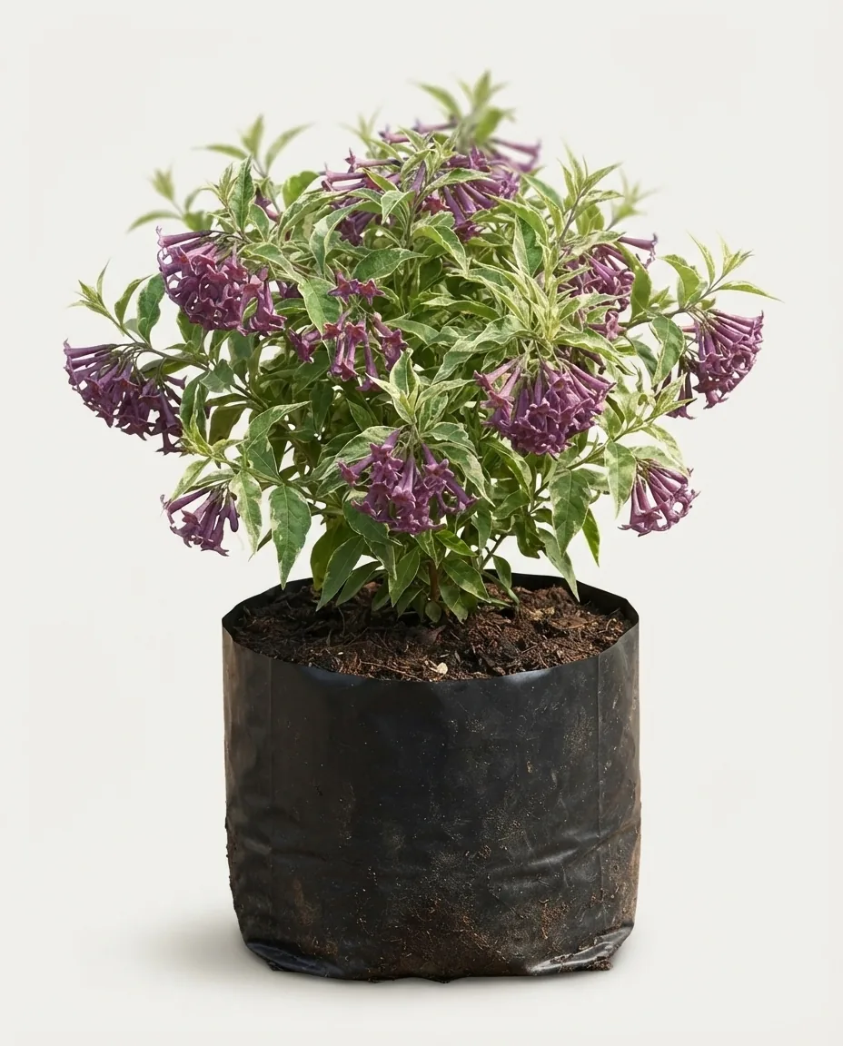 Cestrum Cultum Cretan Purple