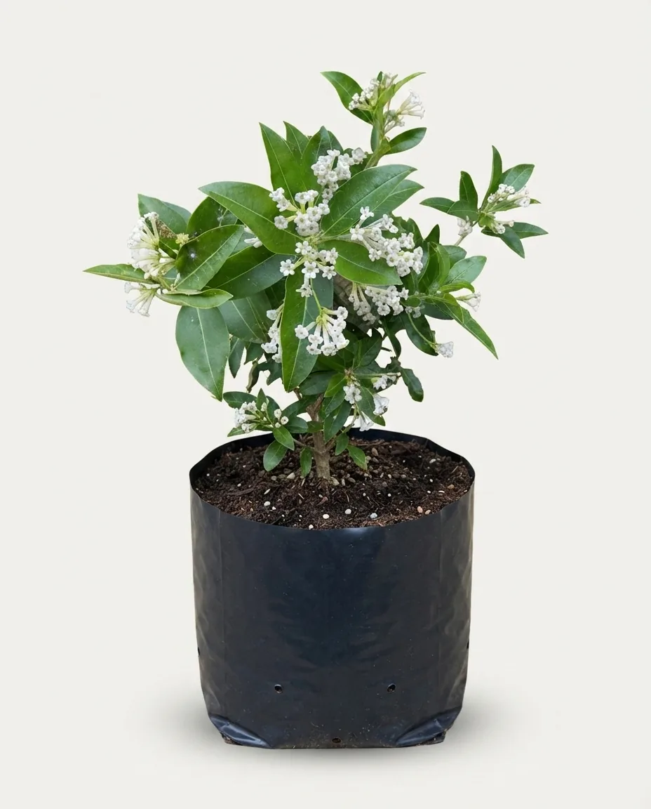 Cestrum Diurnum (Cestrum diurnum) live botanical specimen
