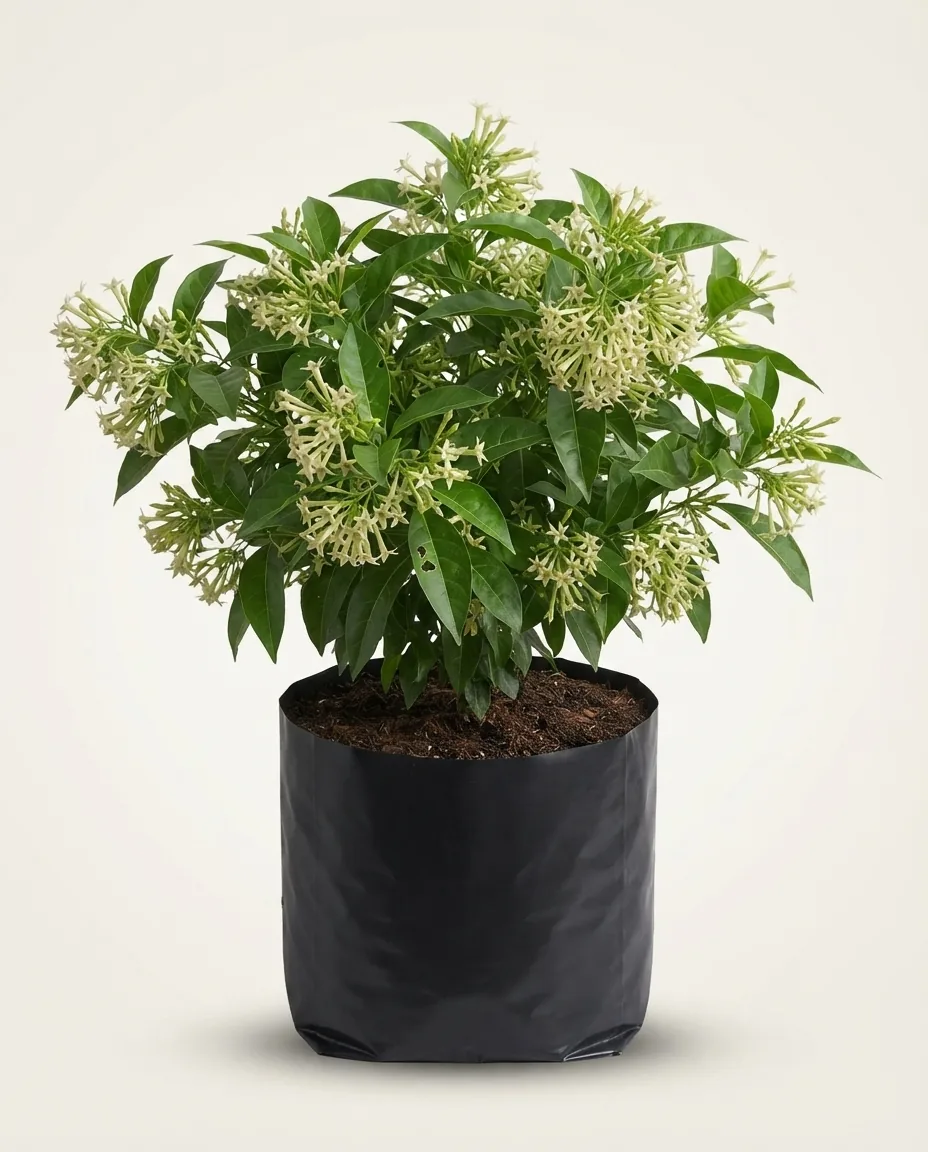 Cestrum Nocturnum