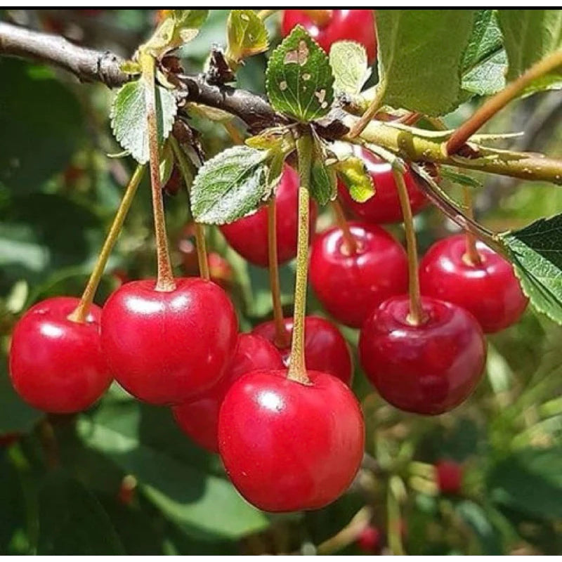 Cherry Jepang (Cherry jepang) live botanical specimen