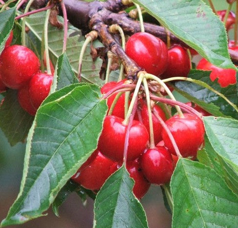 Cherry Vietnam