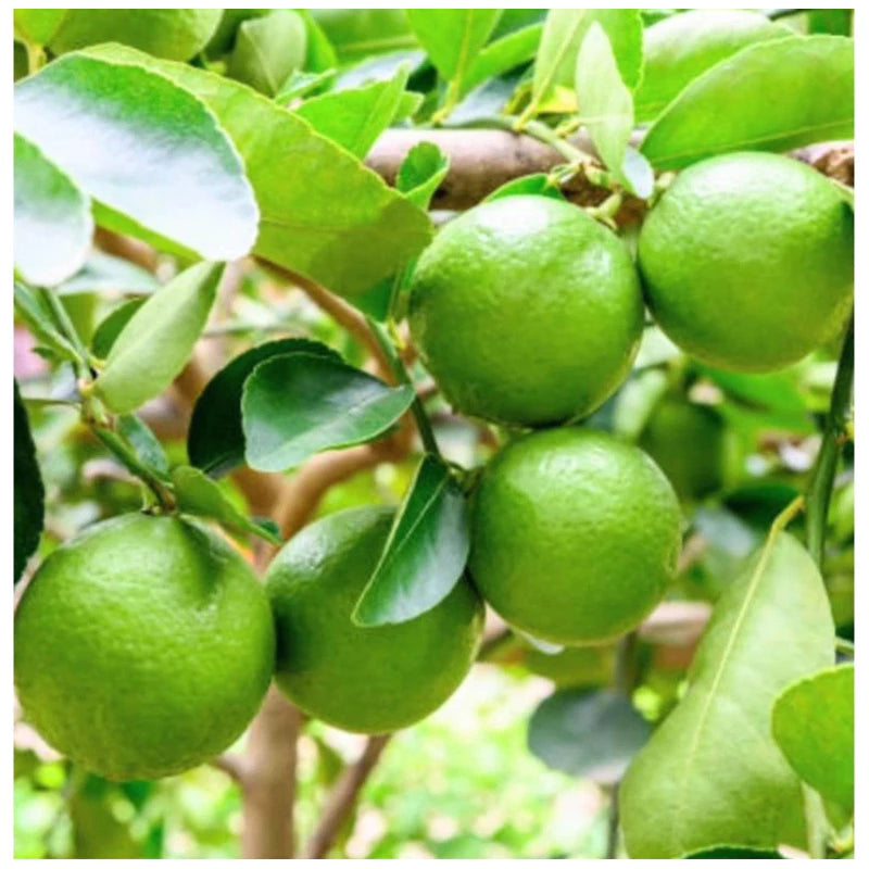 Citrus Aurantiifolia